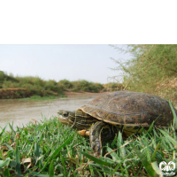 گونه لاکپشت خزری Caspian Pond Turtle